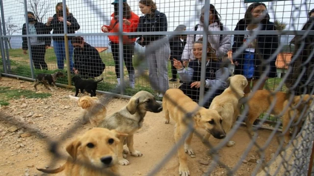 Muğla’da Geçici Hayvan Bakımevi’ne ziyaretçi akını