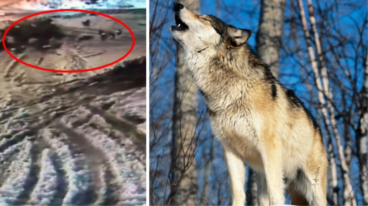 Korku filmini andıran görüntü! Aniden ortaya çıkan kurt sürüsü köpeğe böyle saldırdı - DÜNYA - Haber Sitesi Yazılımları - Haber Scripti